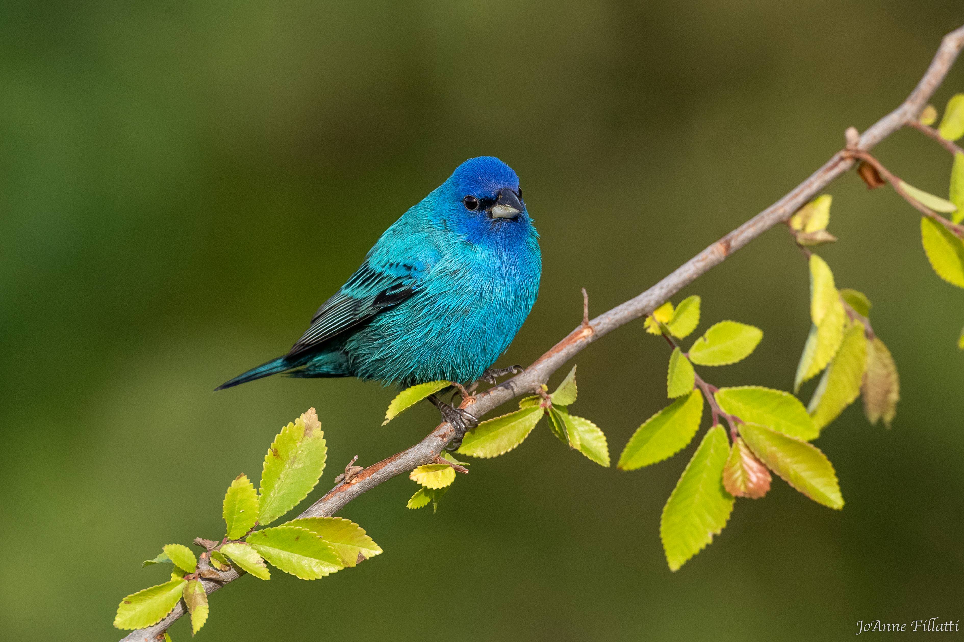 bird of Galveston Island image 9